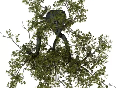 Twisted Ancient Tree Low-poly 3D model