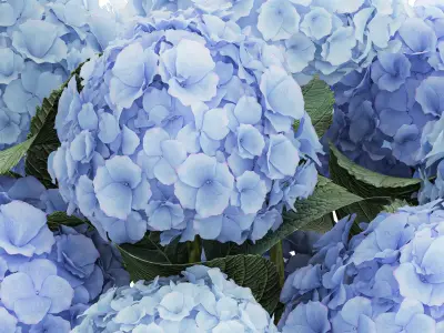 Bouquet In A Glass Vase With Blue Hydrangea 601 3D model