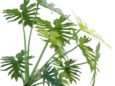 Philodendron bipinnatifidum - Philodendron selloum Split 3D model