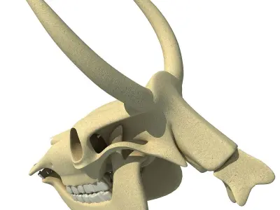 Horn Cow Skull 3D model