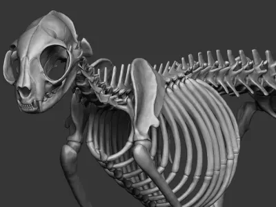 Domestic Cat Skeleton 3D model