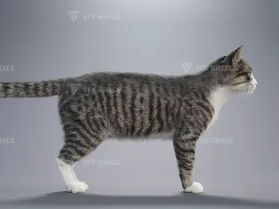 Tabby Cat White Animation  Blender 3D Model 3D model