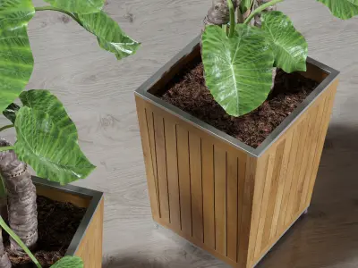 Alocasia DESERT 3D model