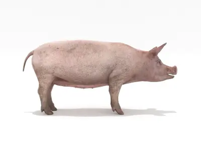 Pig - Realistic Low-poly 3D model