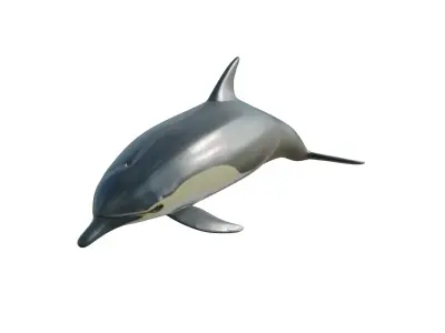 dolphin long-beaked 3D model