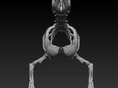 coelophysis half skeleton 3D model