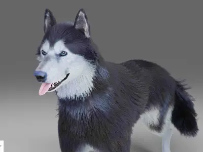Fur Gray Wolf Rigged and Animation V01 Low-poly 3D model