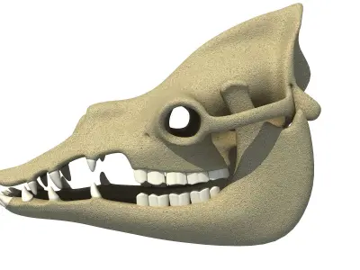 Bones Camel Skull 3D model