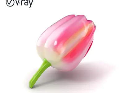 Pink Tulip Flower Realistic Model Pack Low-poly 3D model