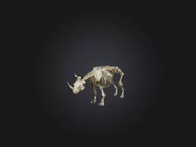 Realistic Rhinoceros Skeleton Model Low-poly 3D model