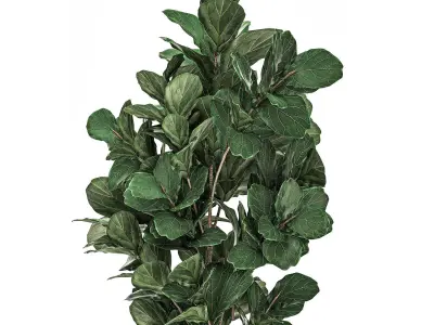 Ficus tree in classic flowerpots for the parks and garden 492 3D model