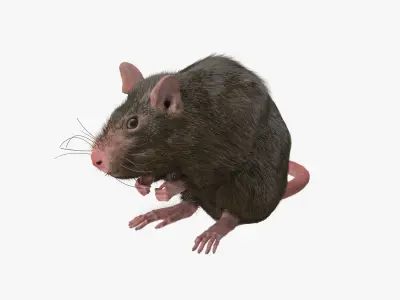 Rat with fur 3D model