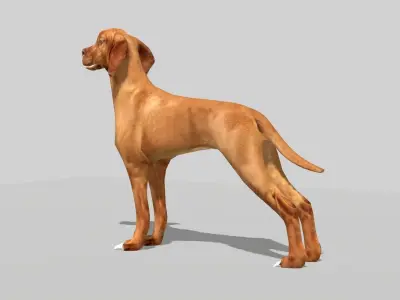 hungarian vizsla dog Low-poly 3D model