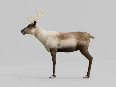 Reindeer Caribou Animal Low-poly 3D model