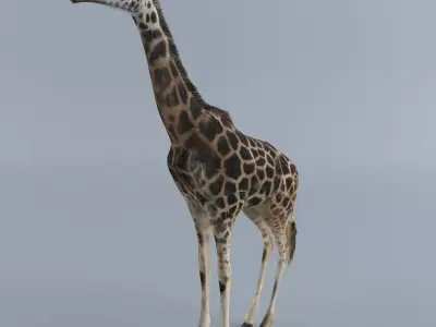 Giraffe 3D model