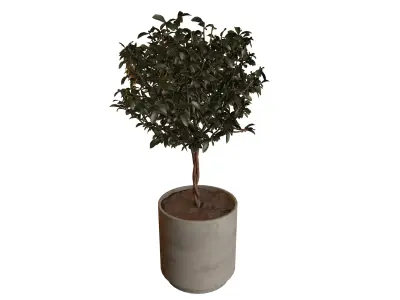 Potted Topiary Plant 3D model