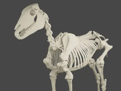 Horse skeleton Low-poly 3D model