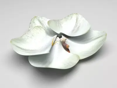 Vanilla Flower 3D model