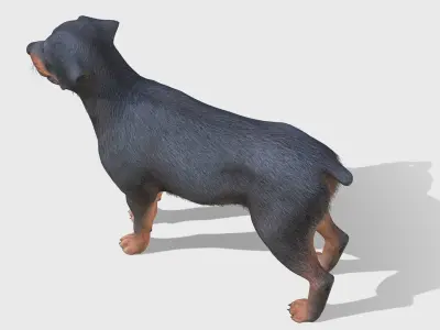 Dog - Rottweiler Low-poly 3D model purchase