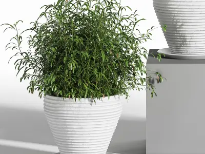 Indoor Plant Set 18 3D model