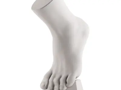 Ecorche plaster training manual foot vertical 3D model