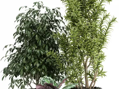 Plants collection 111 3D model