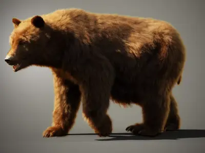 Marsican Bear Animated 3D model