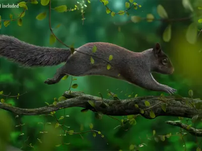 Gray Squirrel Xgen 3D model