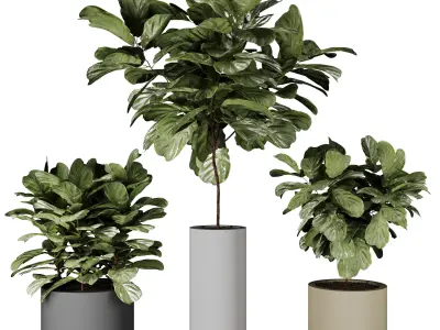 Ficus Indoor Plant in modern pot vol 01 3D model