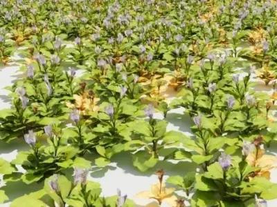 Mazus plants 3D model