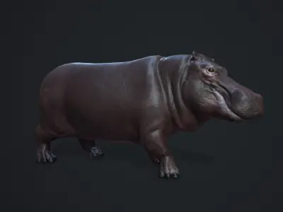 Hippopotamus - Game Ready Low-poly 3D model