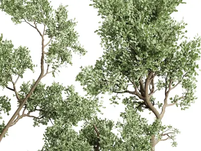 Olive tree in an old earthenware vase indoor collection 441 3D model