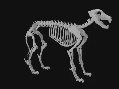 Wolf skeleton 3D model purchase