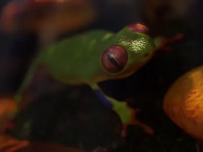 Frog 3D model 3D model