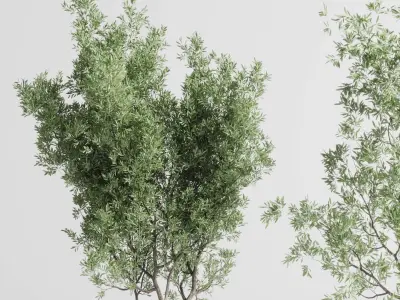 Olive tree in an old concrete vase indoor plant set 382 Low-poly 3D model