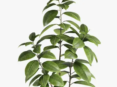 Plant Ficus 3D model