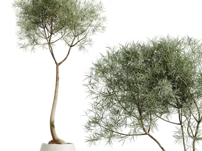 AV HousePlants Japandi Minimalism Ficus Dracaena Marginata27 3D model