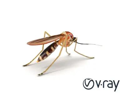 Realistic Mosquito Insect 3D model pack Low-poly 3D model