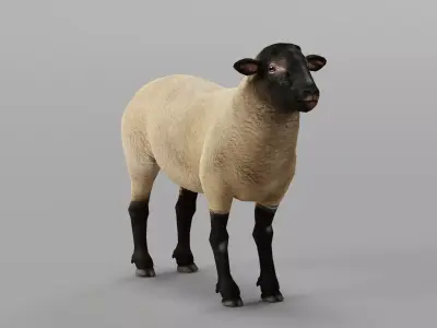 Suffolk Sheep Animal Low-poly 3D model