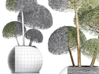 Plants Collection 178 Ligustrum Lucidum Corona 3D model