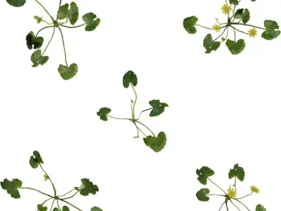 Creeping Yellow Groundcover Pack  Low-poly 3D model