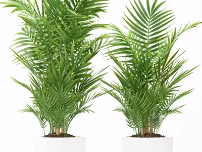palm plant 144 3D model