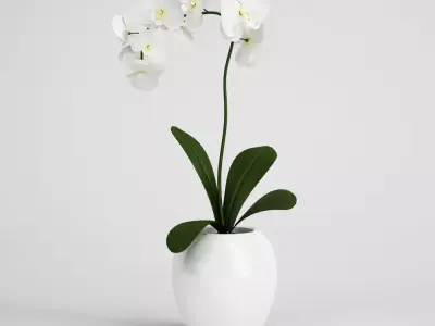 CGAxis flower 3D model