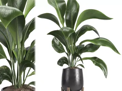 indoor plant 054 3D model