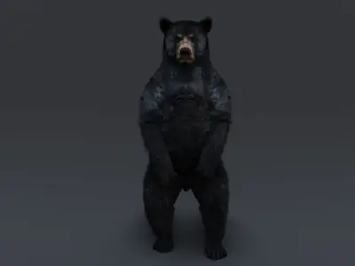 Black Bear 3D model get
