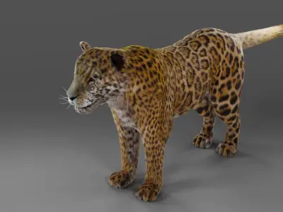 Fur Jaguar V02 NO Rigged in Blender Low-poly 3D model