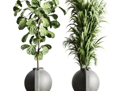  Indoor plant concrete dirt vase pot monstera ficus rubbery 3D model
