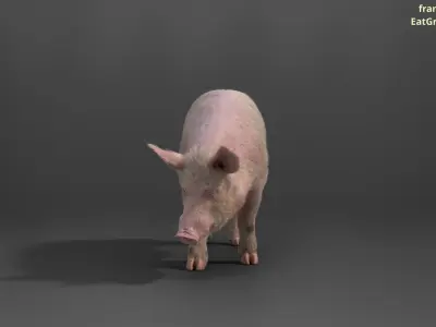 Male Pig with 2 Animations VFX Grace 3D model