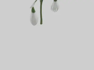 Snowdrop model 3D model