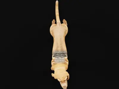 Bloodhound Dog Breed 3D model